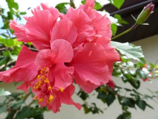 Unique Hibiscus Flower Plant 3 cuttings Red Carnation Boquet Tropical