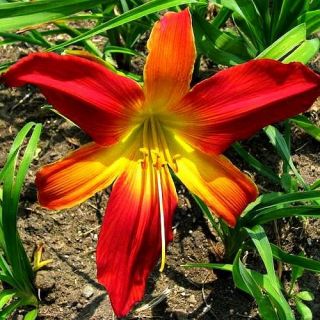 Red DAYLILY Collection 6 Different Red Daylilies 2 Fans Each 12 Fan