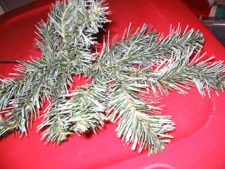 stems large branch lighter colored blue spruce 12 shoots 18 inch