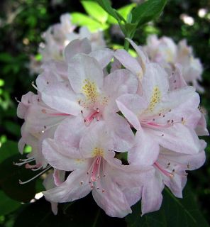 Carolina Rhododendron Potted Fragrant Native Plant