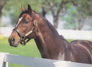 Cigar Famous Thoroughbred Race Horse Postcard Horse of The Year
