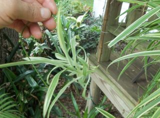   spider plant airplane chlorophytum organic air purifier house plant