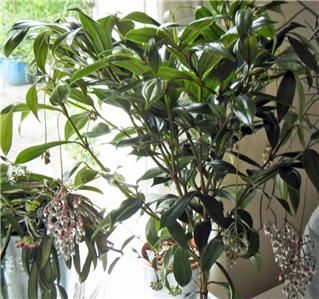  Crassata Seeds * CHANDELIER PLANT SEED * Rare Exotic Easy House Plant
