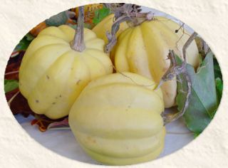 Squash Seeds ★ White Acorn Swan ★ Unique Outer Shell ★ Heirloom