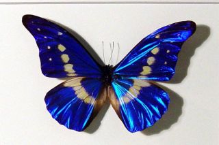 Morpho Helena Real Butterfly Museum Collection M907
