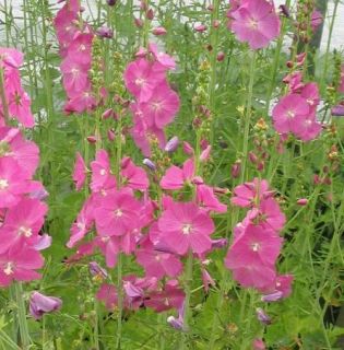Party Girl Hollyhock Perennial Sidalcea Potted