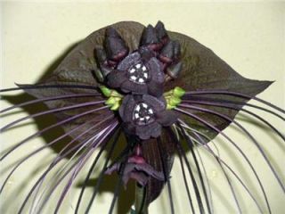BLACK BAT FLOWER SEED * Rare Exotic Tacca House Plant Seed Packets