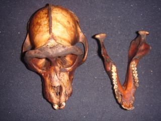 Philippines Macaque Macaca Monkey Skull Taxidermy A10