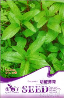 Peppermint Seed 50 Rare Herb Seeds Oriental Healthy Medicinal Efficacy