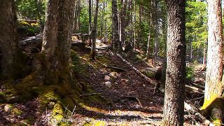 MAINE NATURE WALK TREADMILL DVD   EXERCISE & GET FIT IN ACADIA