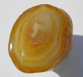 Nicely Banded Honey Agate Specimen with Water Level