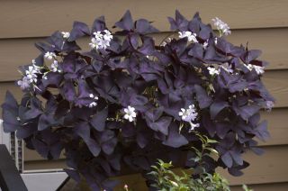 Purple Oxalis Triangularis Easy House or Garden Plant 6 Fresh Dug
