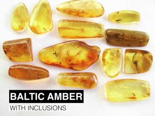Baltic Amber with Inclusion Insect Plant Gnat Mosquito Spider Fly