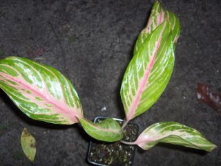 Aglaonema Siam Pearl Chinese Evergreen Tropical House Plant