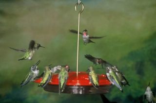 New Popular Hummzinger Excel Hummingbird Feeder