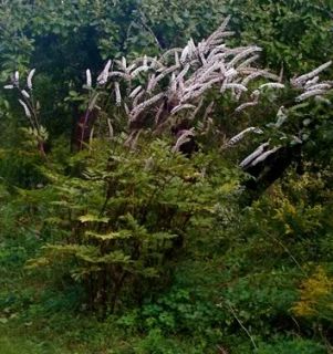  Actaea Perennial Shade Plant Hummingbird Lily Feeder Flowers