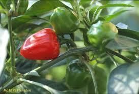  Organic Paprika Boldog Hungarian Spice Chile Pepper 25 Seeds