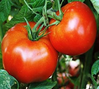 Tomato Rutgers Non Hybrid Non GMO Heirloom Vegetable Seeds Open