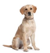 Allersearch® Pet Oatmeal™ Anti Allergen Dog Shampoo