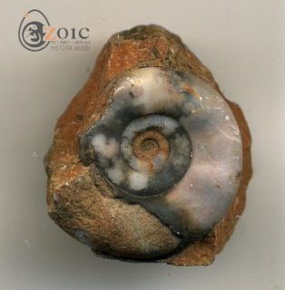 Zoic Fossil Ammonite Xenodiscus SP Timor Indonesia Smithian