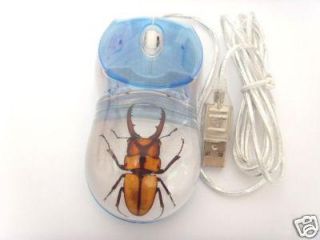 Computer Mouse Little Stag Beetle Prosopocoilus Blanchardi Blue Case