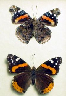 THE FAMOUS Red Admiral Butterfly SET FROM NORTH AMERICA