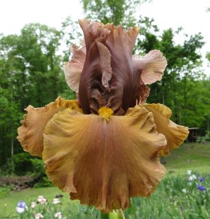 Tall Bearded Honey Mocha Iris Brown Gold Highlights 79 Perennial