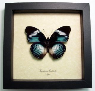 Blue Hypolimnas Monteiralis RARE Real Butterfly 116