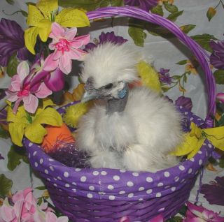 12 Assorted Showgirl Silkie Hatching Eggs