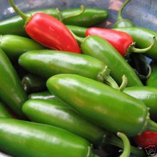 Jalapeno Pepper Hot Chilli Jalapeño Mild Picante Chile Vegetable Seed
