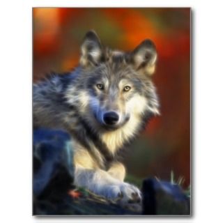 Gray Wolf, Endangered Species Digital Photography Post Card