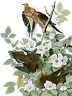  Color Paintings by John James Audubon The Birds of America