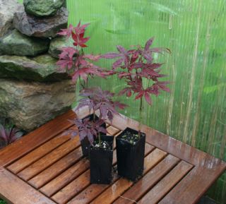 Three Red Japanese Maple Trees Bonsai Starters 2yr Trees