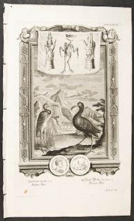 Scheuchzer Heron Ibis Skeleton 247 1731 Physica Sacra Folio Engraving