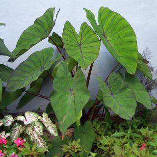 Blue Hawaii Taro Live XL Colocasia Plant Elephant Ear