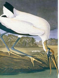 John J Audubon American Stork Needlepoint Canvas 14ct or 18ct mono deluxe  