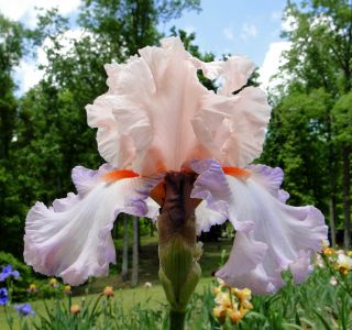 Tall Bearded Indian Sunrise Iris Pronounced Fragrant '04 Perennial Rhizome  