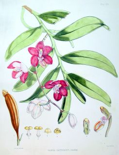 1855 Hooker Fitch Antique Botanical Orchid Print Bhutan  