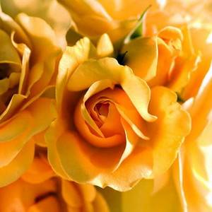 "Julia Child" Rose Bush Strong Fragrance Butter Yellow 4" Pot  