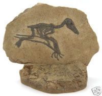 Juvenile Pterodactylus Kochi Dinosaur Fossil Displayh 1