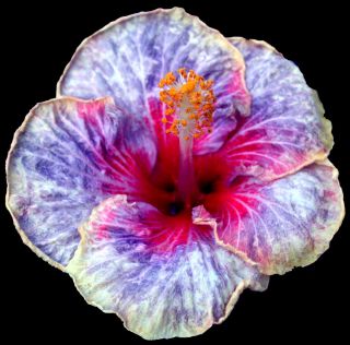 Hibiscus Hybrid Seeds Saffron x Envie