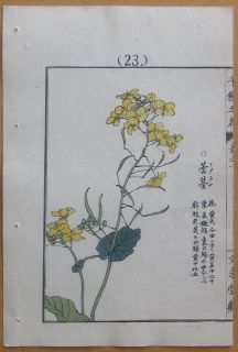 Kono Bairei Japanese Woodblock Flower Print 1900