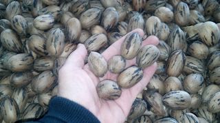 Stuart Pecans 50 Pound Bulk This Years Crop in The Shell Pecans