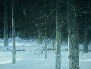Robert Bateman Midnight Black Wolf Giclee Canvas 30x40