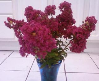 Beautiful Burgundy Red Crape Myrtle in 1 Gal Pot Grows to 15 feet