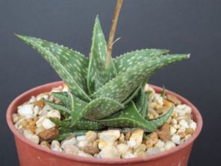 Hybrid Exotic Raren Color Outdoor Succulent Plant cacti 4 Pot