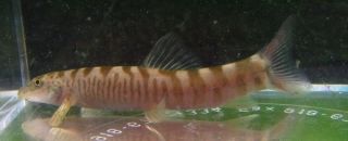 Red Tail Zipper loach Live Feshwater Aquarium Fish