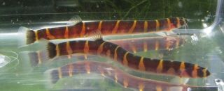 Striped Kuhli loach Live Aquarium Fish