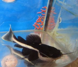 Live Fish Red Tail Cat Fish for Freshwater Aquarium Jumbo Fish
