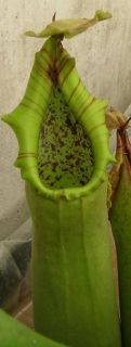 Carnivorous Nepenthes Truncata Lowland Seed Grown Potted 3 Inch Pot